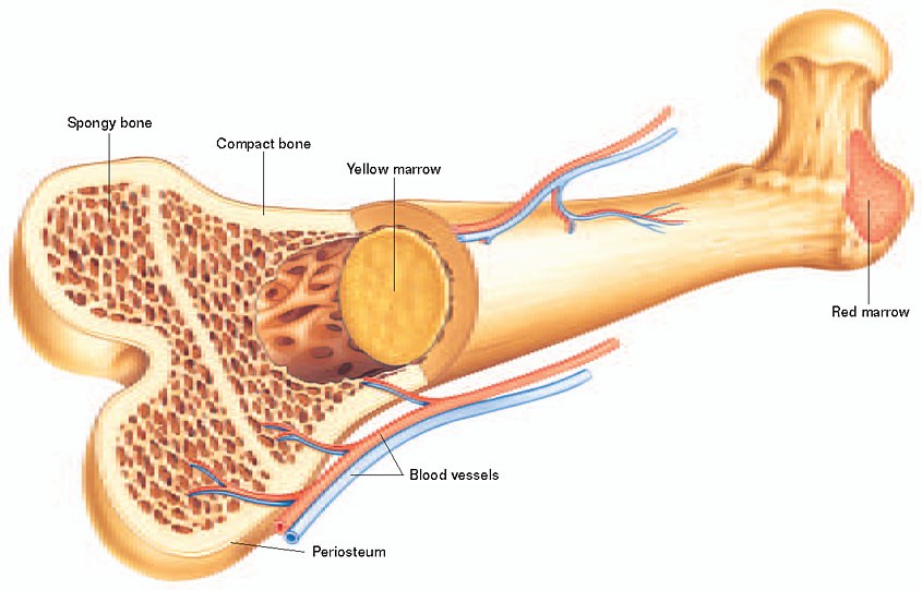 BIOLOGY – An Ongoing Series – Part 1